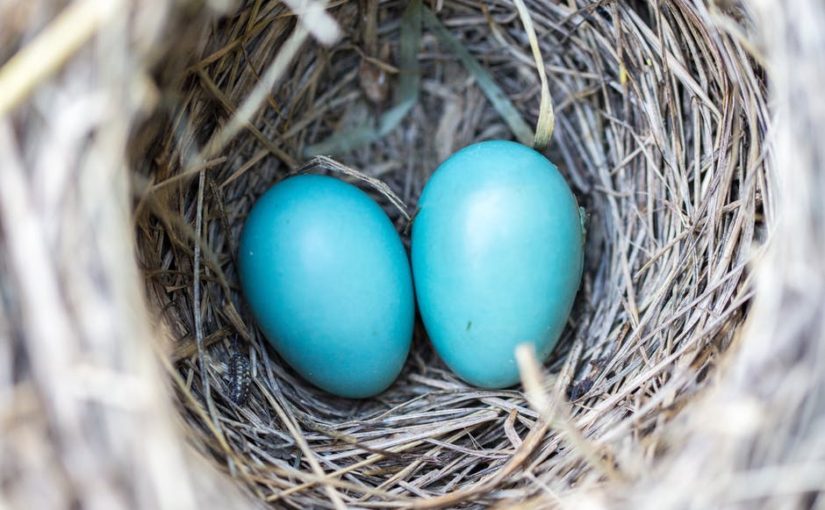 The Egg-Bird-Egg Sequence and Bill Nye the Science Guy