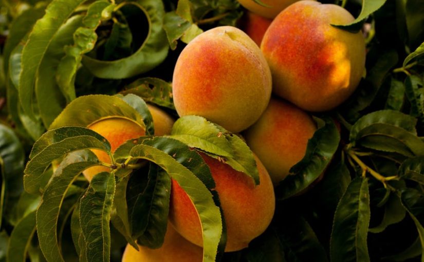 The Peach Comes With a Pit – how the curse is the cure for ingratitude